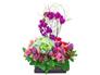 Genki orchids Flower Arrangement Gift